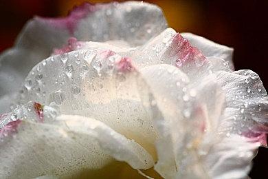 《明末：渊虚之羽》开发者访谈 战斗、背景等介绍